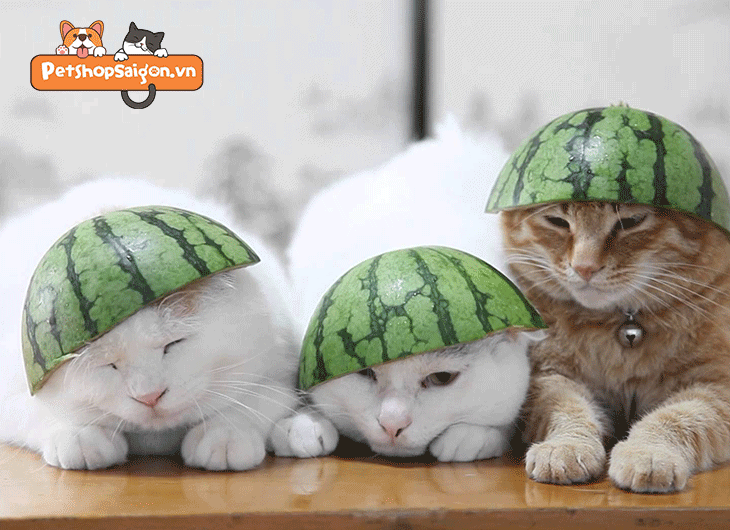 thức ăn cho mèo anh lông dài