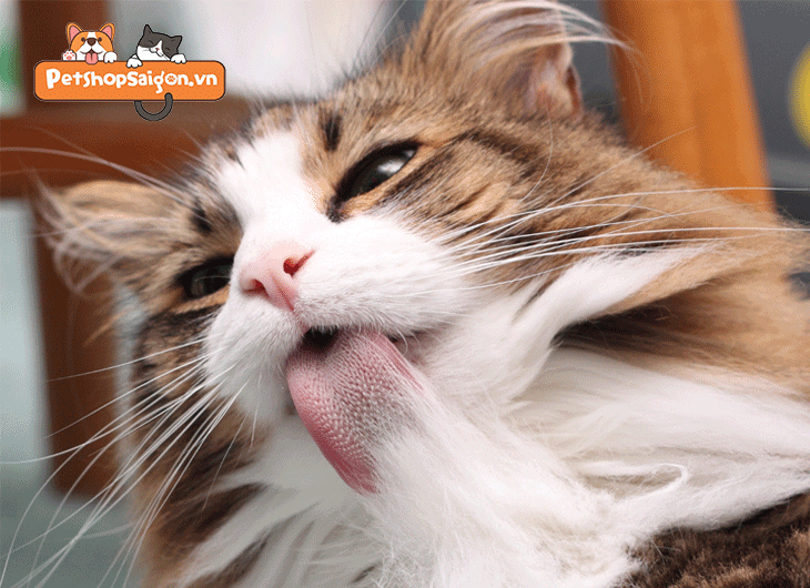 thức ăn cho mèo anh lông dài