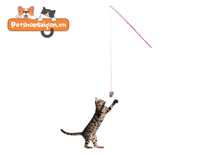Cách làm cần câu cá cho mèo
