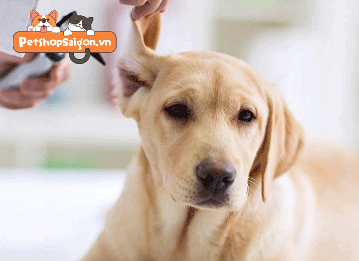 Làm thế nào để làm sạch tai của một con chó?