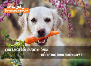 Chó ăn cà rốt được không?