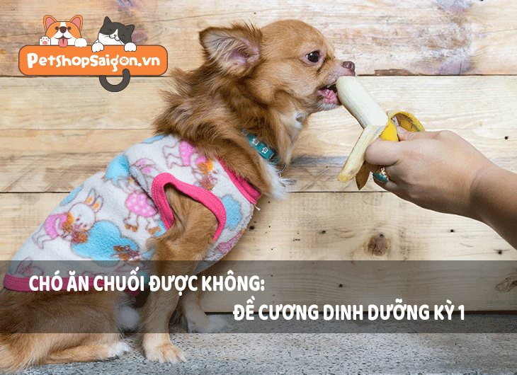 Chó ăn chuối được không?