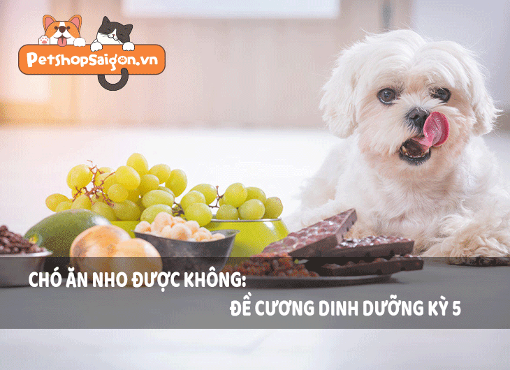 Chó ăn nho được không?