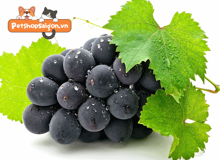 Chó Chihuahua thích ăn gì