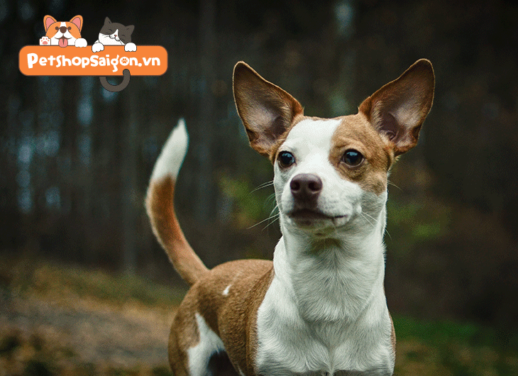 Chó Chihuahua thích ăn gì