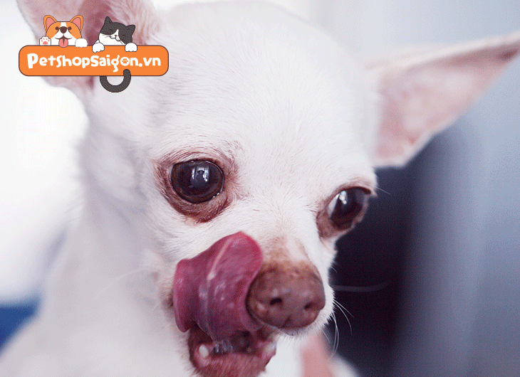 Chihuahua thích ăn gì?