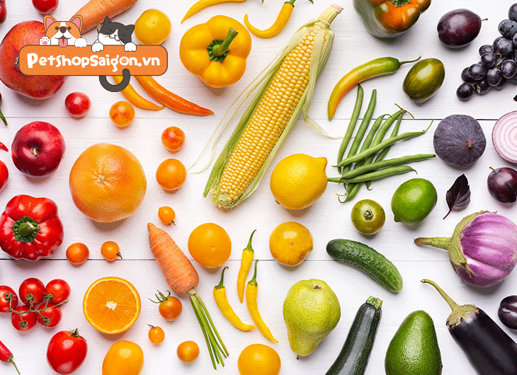 Chó Chihuahua thích ăn gì