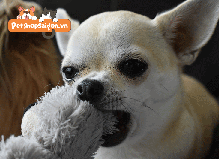 Chó Chihuahua thích ăn gì: Những sai lầm cần tránh