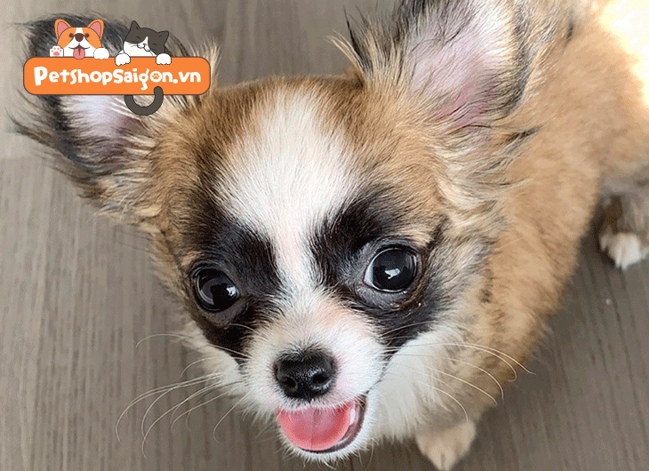 Chó Chihuahua thích ăn gì