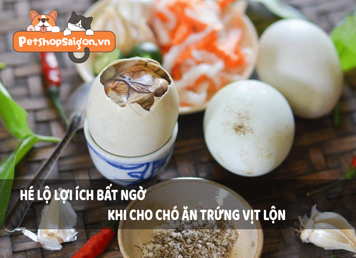 Cho chó ăn trứng vịt lộn: Hé lộ lợi ích bất ngờ ít ai biết