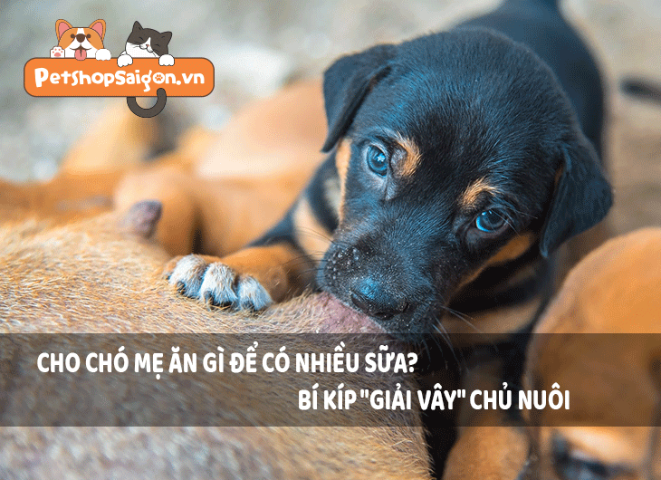 Cho chó mẹ ăn gì để có nhiều sữa? Bí kíp 