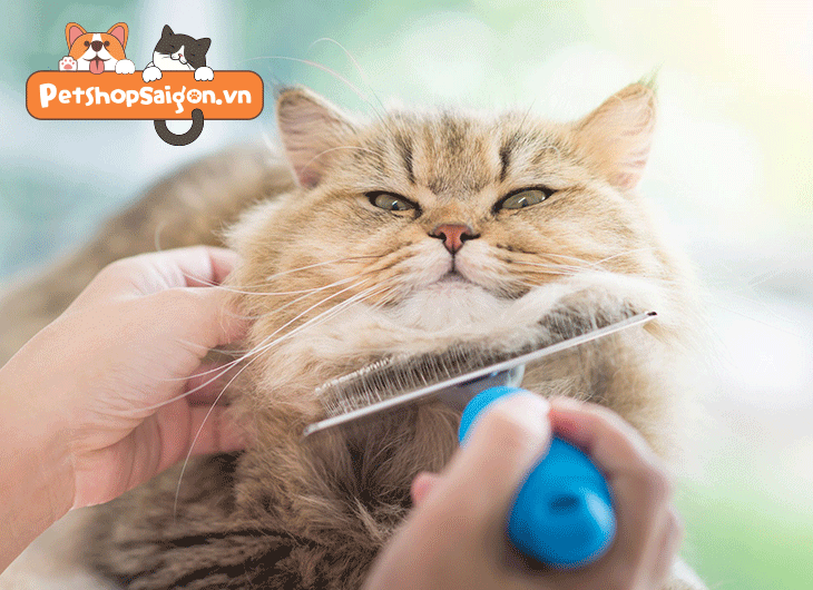 Cho mèo ăn gì để lông mượt