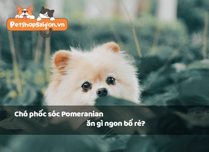 Chó Phốc Sóc Pomeranian ăn gì ngon bổ rẻ?