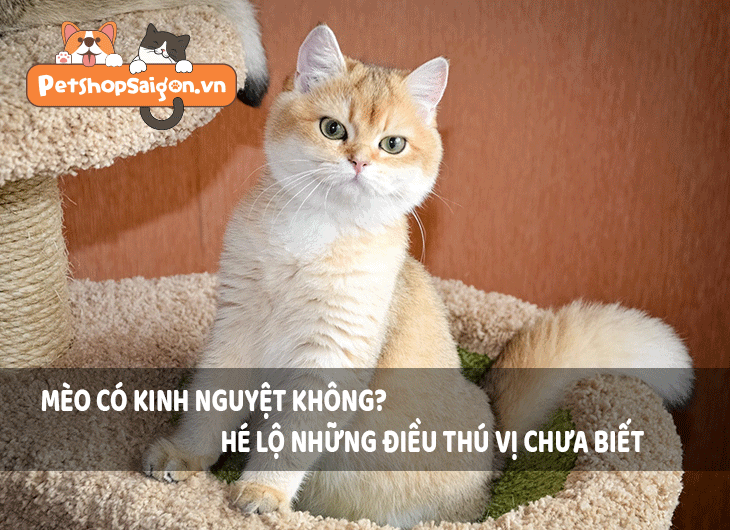 Mèo có kinh nguyệt không? Hé lộ những điều thú vị chưa biết