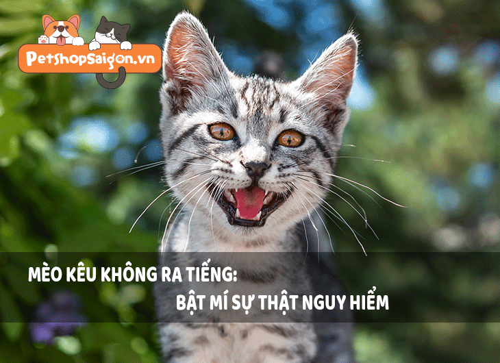 Mèo kêu không ra tiếng: Bật mí sự thật nguy hiểm