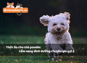 Thức ăn cho chó Poodle: Cẩm nang dinh dưỡng chuyên gia gợi ý