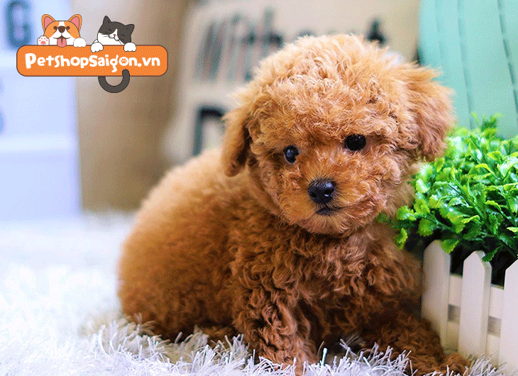 thức ăn cho chó poodle