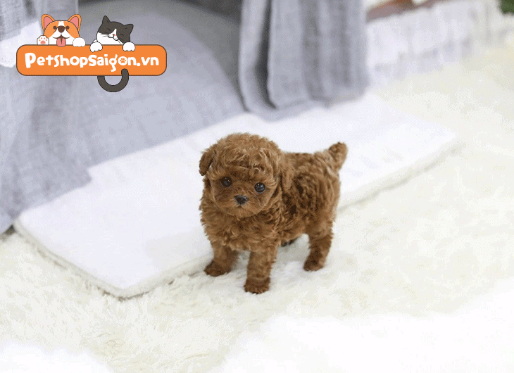thức ăn cho chó poodle