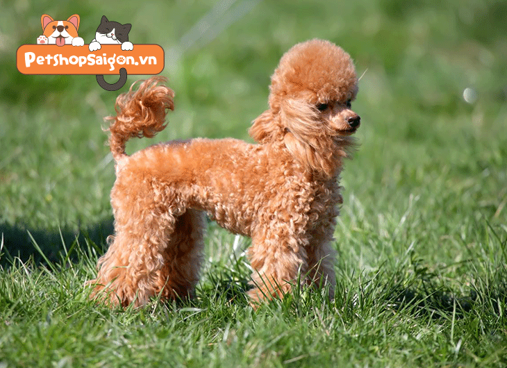 thức ăn cho chó poodle
