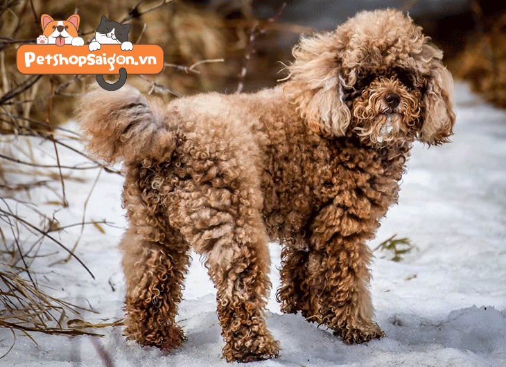 thức ăn cho chó poodle