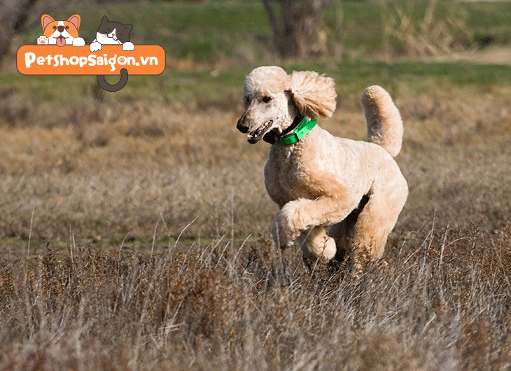 thức ăn cho chó poodle