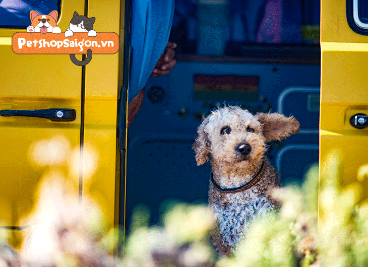 thức ăn cho chó poodle