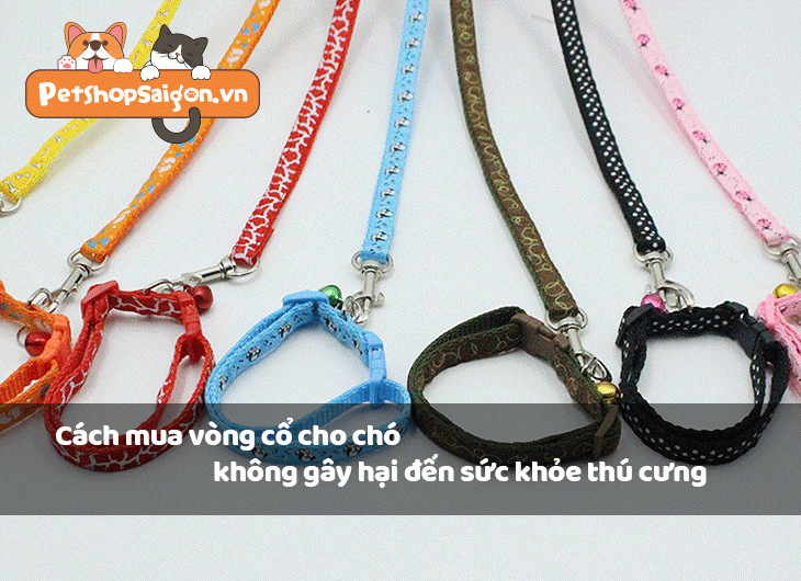 Cách mua vòng cổ cho chó không gây hại đến sức khỏe thú cưng