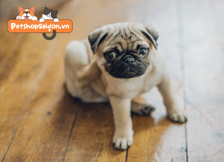 xịt khử mùi nước tiểu chó