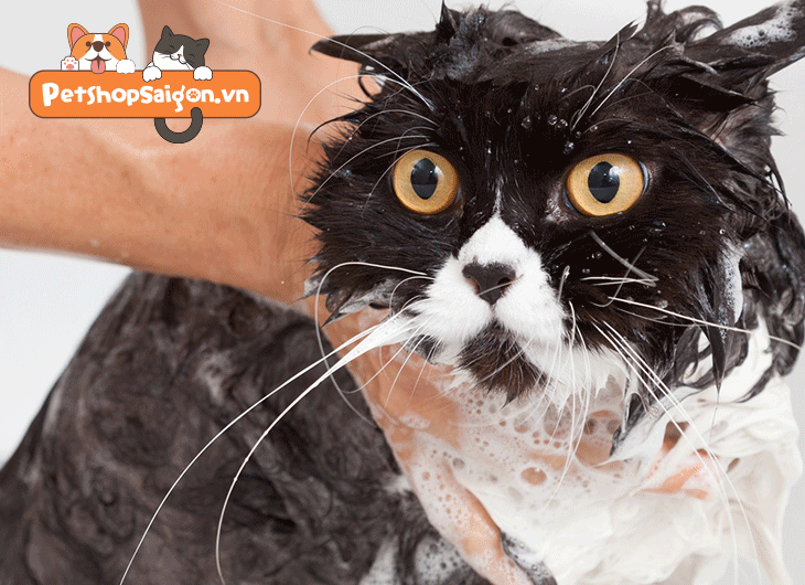 bao lâu tắm cho mèo 1 lần
