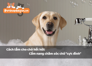 Cách tắm cho chó hết hôi: Cẩm nang chăm sóc chó 