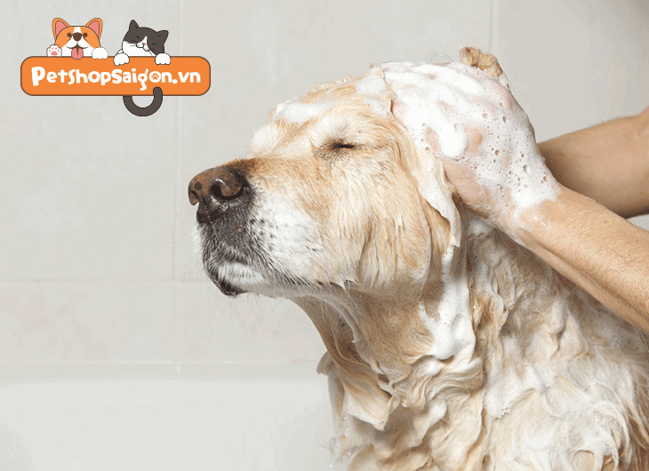 Cách tắm cho chó để hết mùi