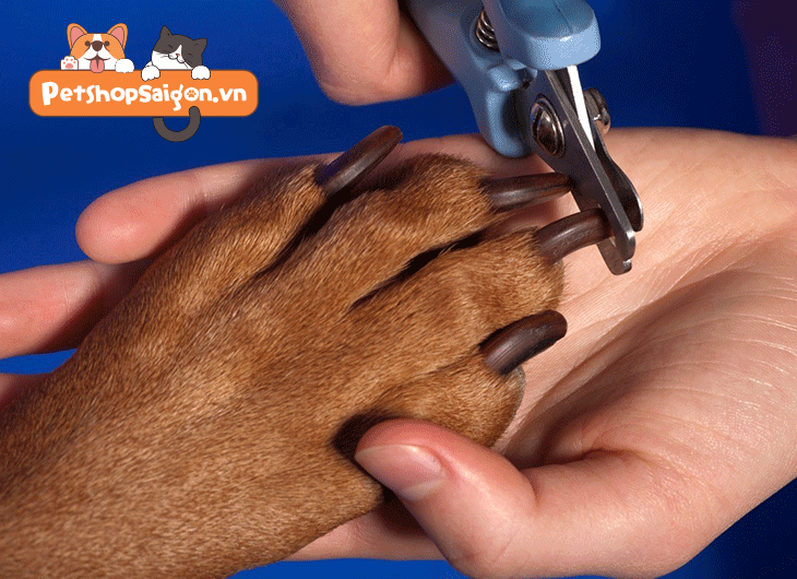 cắt móng chân của con chó