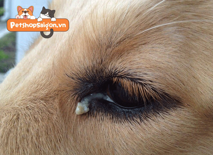 Con chó bị đau mắt