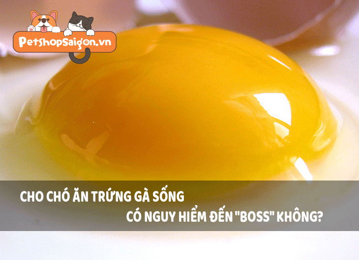 Cho chó ăn trứng gà sống có nguy hiểm đến 