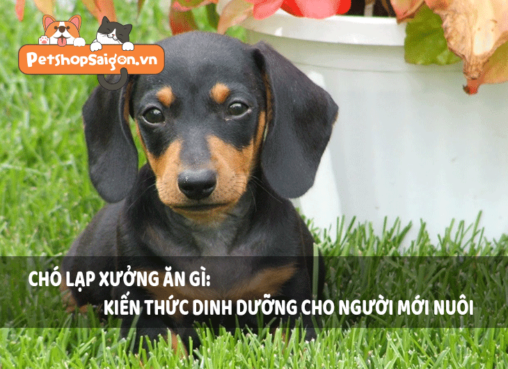Chó lạp xưởng ăn gì: Kiến thức dinh dưỡng cho người mới nuôi