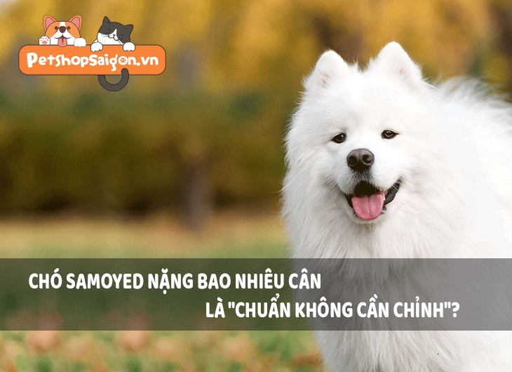 Chó Samoyed nặng bao nhiêu cân là 