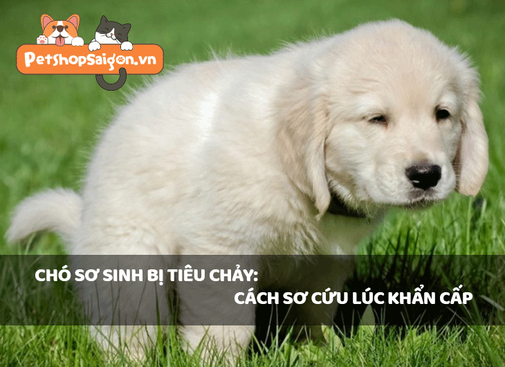 Chó sơ sinh bị tiêu chảy: Cách sơ cứu lúc khẩn cấp