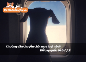 Chuồng vận chuyển chó: Mua loại nào để bay quốc tế được?