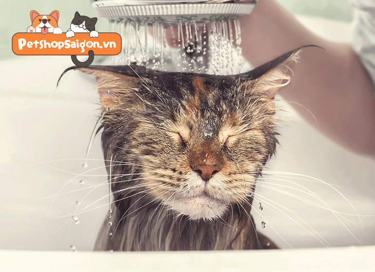 Có nên tắm cho mèo