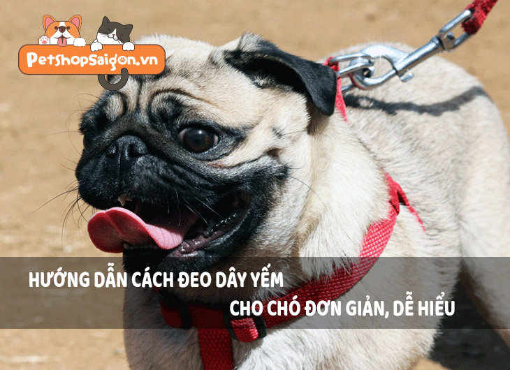 Hướng dẫn cách đeo dây yếm cho chó đơn giản, dễ hiểu