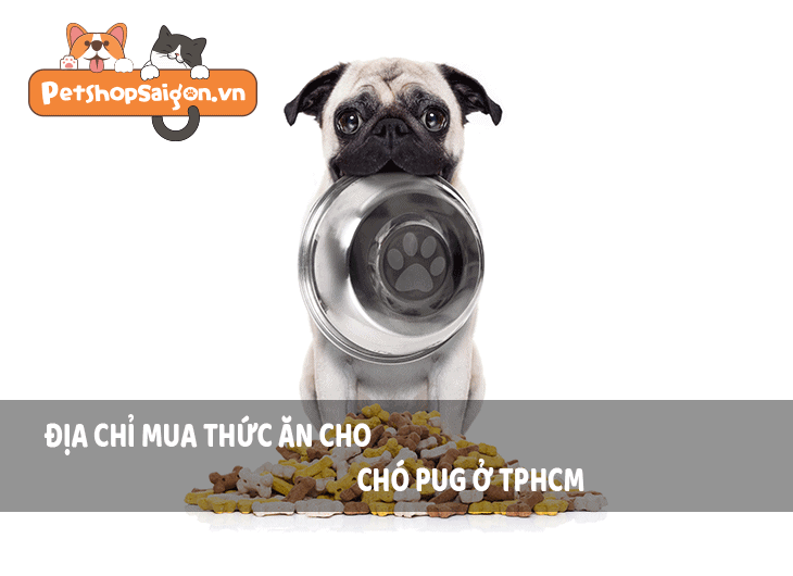 Địa chỉ mua thức ăn cho chó Pug ở TPHCM