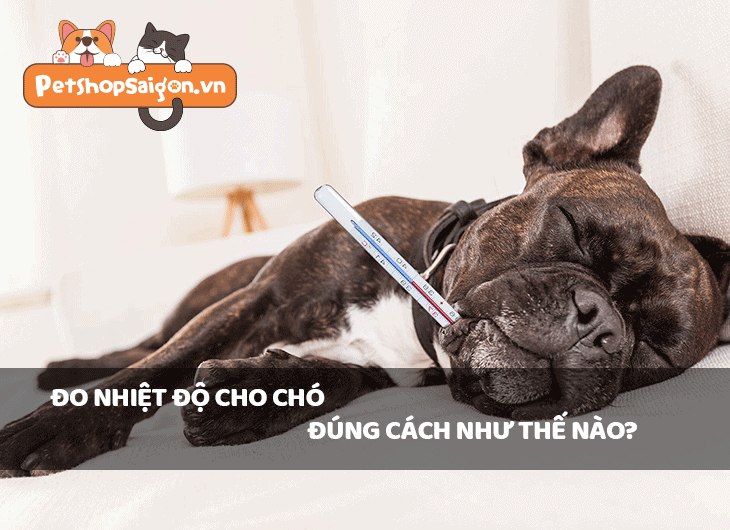Đo nhiệt độ cho chó đúng cách như thế nào?