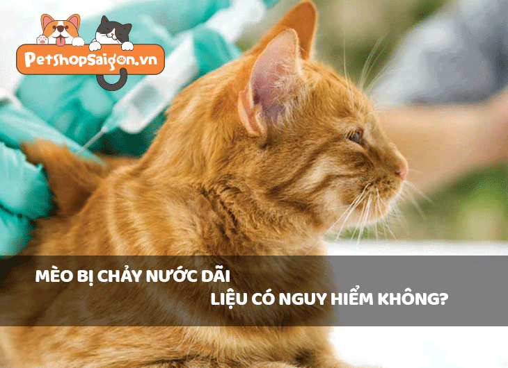 Mèo bị chảy nước dãi liệu có nguy hiểm không?