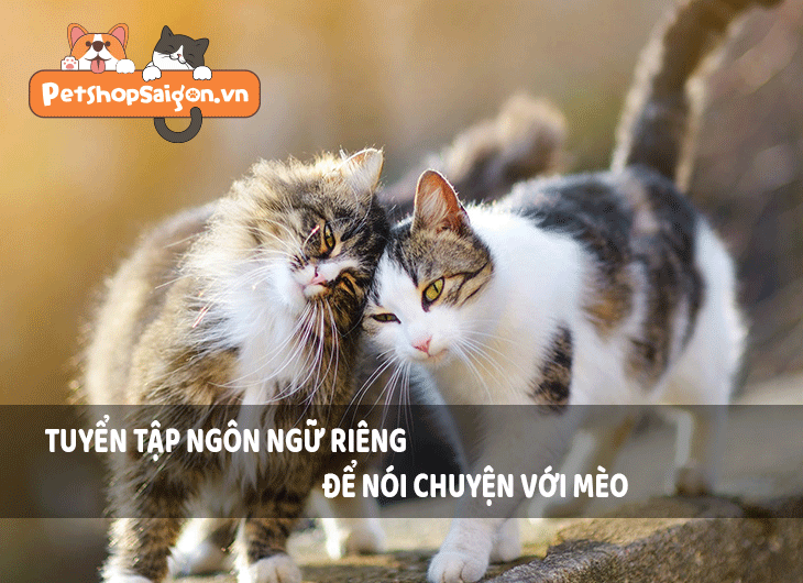 Tuyển tập ngôn ngữ riêng để nói chuyện với mèo