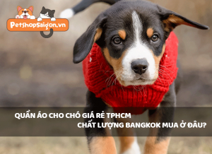 Quần áo cho chó giá rẻ TPHCM chất lượng Bangkok mua ở đâu?