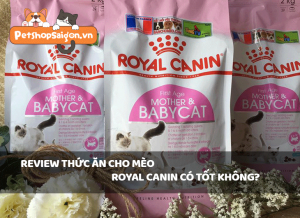 Review thức ăn cho mèo Royal Canin có tốt không?