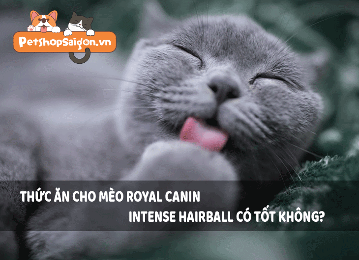 Thức ăn cho mèo Royal Canin Intense Hairball có tốt không?