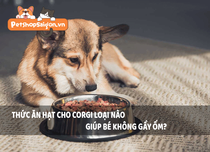 Thức ăn hạt cho Corgi loại nào giúp bé không gầy ốm?