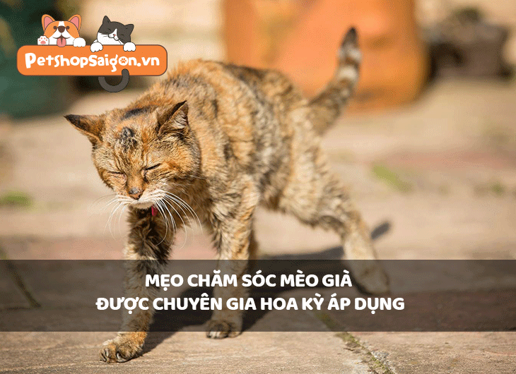 Mẹo chăm sóc mèo già được chuyên gia Hoa Kỳ áp dụng