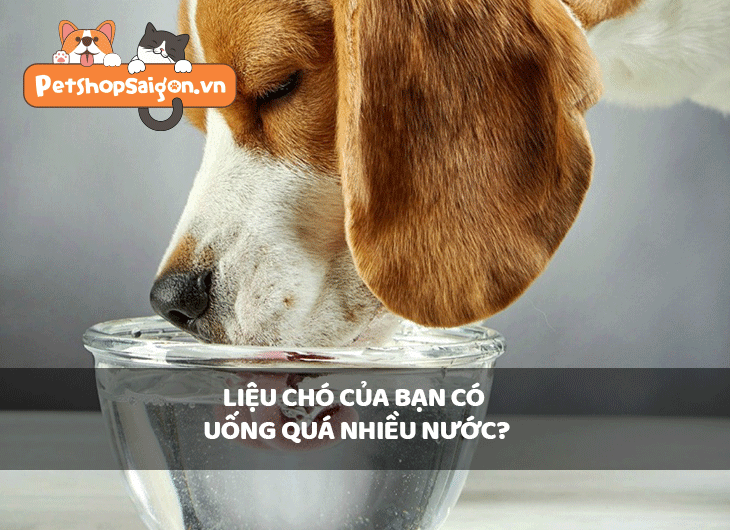 Liệu chó của bạn có uống quá nhiều nước?